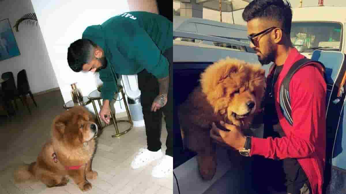 The Top Five Famous Indian Cricketers and Their Pets